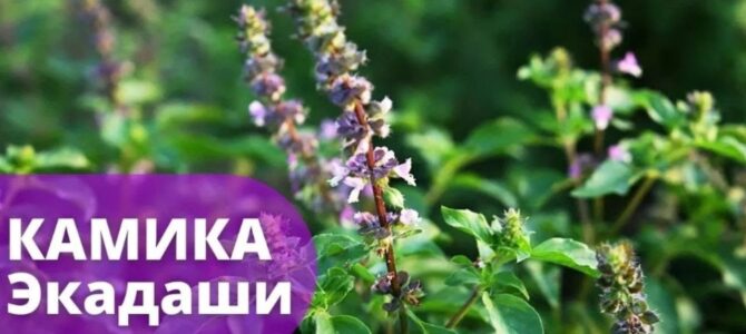 21 июля — пост на Камика (Кришна) Экадаши 21 июля — пост на Камика (Кришна) Экадаши